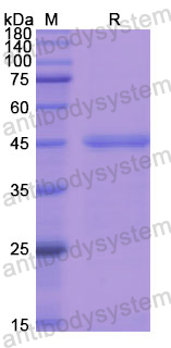 Recombinant Human C8G Protein, N-GST