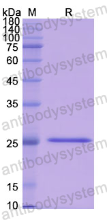 Recombinant Human PRSS2 Protein, N-His