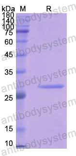 Recombinant Human CHRNG Protein, N-His