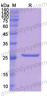 Recombinant Human BPGM Protein, N-His