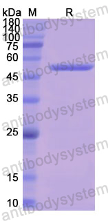 Recombinant Human FH Protein, C-His