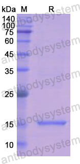 Recombinant Human RNASE1 Protein, C-His