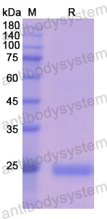 Recombinant Human CD221/IGF1R Protein, N-His