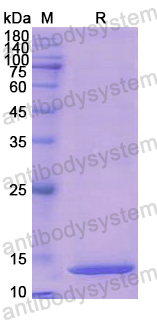 Recombinant Human MSMB Protein, N-His