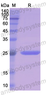 Recombinant Human CD271/NGFR Protein, N-His