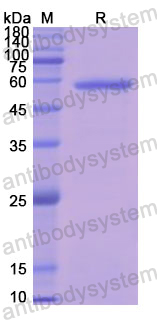 Recombinant Human CD243/ABCB1 Protein, N-GST