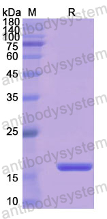 Recombinant Human CD98/SLC3A2 Protein, N-His