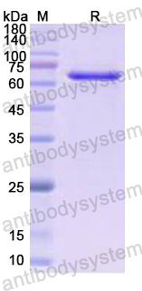 Recombinant Human MMP2 Protein, N-His