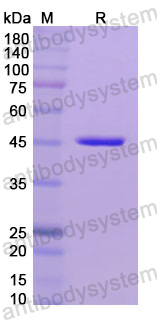 Recombinant Human MMP3 Protein, N-His