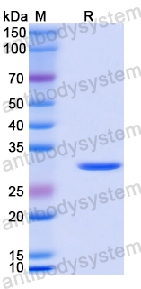 Recombinant Human MMP3 Protein, N-His