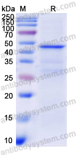 Recombinant Human CTSG Protein, N-GST