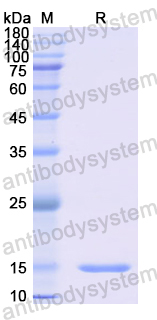 Recombinant Human CD10/MME Protein, N-His