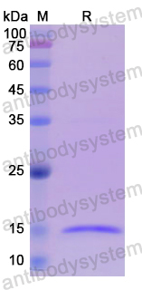 Recombinant Human INHBA Protein, N-His