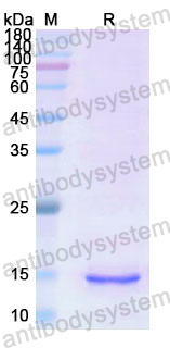 Recombinant Human INHBA Protein, N-His