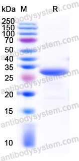 Recombinant Human CD41/ITGA2B Protein, N-His