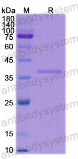 Recombinant Human CD14 Protein, N-His