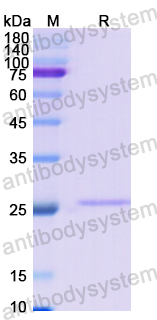 Recombinant Human COL4A2 Protein, N-His