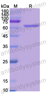 Recombinant Human CD45/PTPRC Protein, N-His