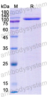 Recombinant Human CD228/MELTF Protein, N-His