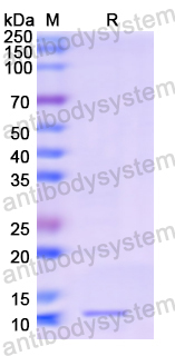 Recombinant Human CD16a/FCGR3A Protein, N-His