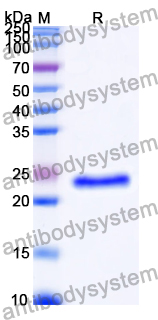 Recombinant Human CD16a/FCGR3A Protein, N-His