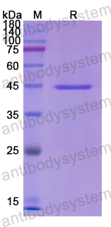 Recombinant Human CD49e/ITGA5 Protein, N-GST