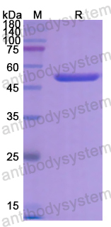 Recombinant Human SERPINF2 Protein, N-His