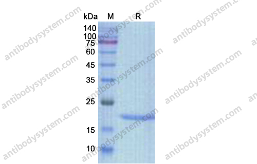 Recombinant Human IL3 Protein, C-His