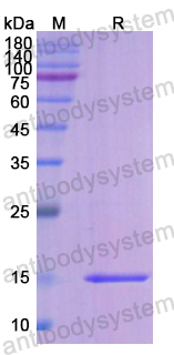 Recombinant Human F7 Protein, N-His