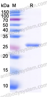 Recombinant Human F7/Coagulation factor VII Protein, N-His