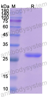 Recombinant Human Elastase-3B/CELA3B Protein, N-His