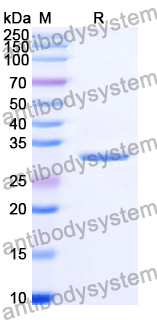 Recombinant Human MRPL3 Protein, N-His