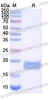 Recombinant Human FGF2/bFGF Protein, C-His