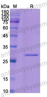 Recombinant Human FGF2 Protein, N-His-SUMO