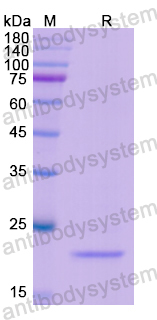 Recombinant Human POU2F2 Protein, N-His