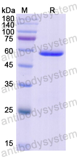 Recombinant Human CELA3A Protein, N-GST