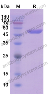 Recombinant Human ENO2/NSE Protein, N-His