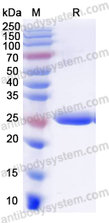 Recombinant Human GSTA2 Protein, N-His