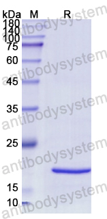 Recombinant Human SNRPC Protein, N-His