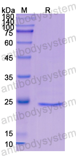 Recombinant Human CD48 Protein, N-His