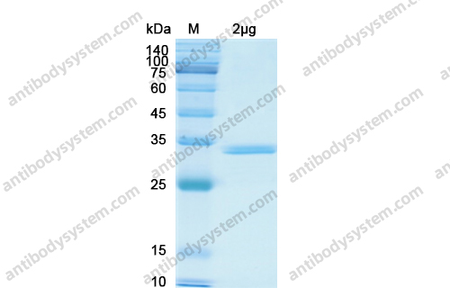 Recombinant Human CXCL1/NAP-3/GRO-alpha Protein, N-GST