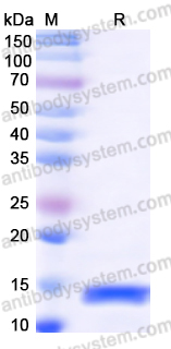 Recombinant Human Gal-1/LGALS1 Protein, C-His