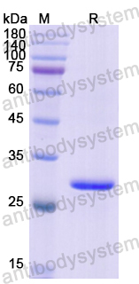 Recombinant Human QDPR Protein, N-His