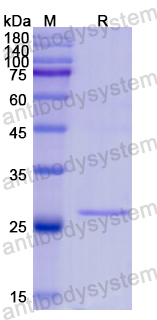 Recombinant Human HMGB1 Protein, N-His