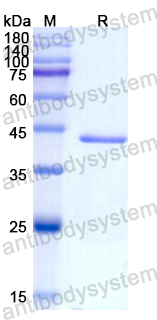 Recombinant Human PAEP Protein, N-GST