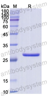 Recombinant Human CLTB Protein, N-His