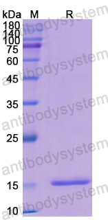 Recombinant Human INHBB Protein, N-His