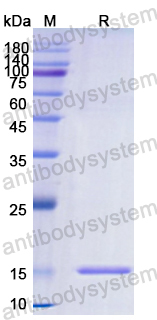 Recombinant Human HMOX1 Protein, N-His