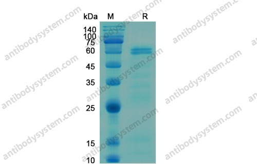 Recombinant Human CSF1/M-CSF Protein, N-His