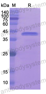 Recombinant Human HNRNPA1 Protein, N-His